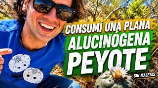 I tried Peyote 3 and it changed my life. What does it taste like? What's it like? Where can I fin...