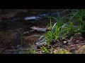 10 Hours of Creek Sounds 🌿 Nature Ambience for Sleep, Study & Relaxation