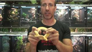 Banana Pinstripe Ball Pythons for Sale. Buy at Big Apple Pet with Same Day Shipping.