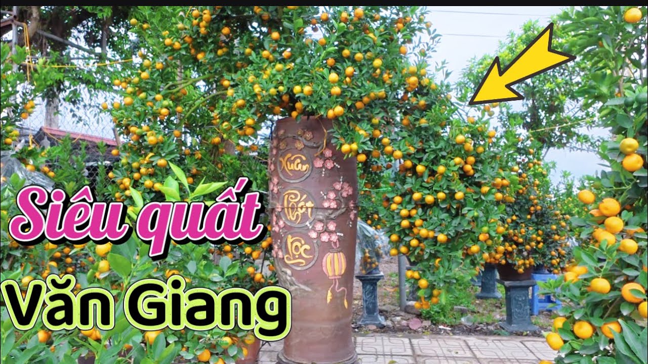Choáng ngợp “” QUẤT VĂN GIANG SIÊU ĐẸP 