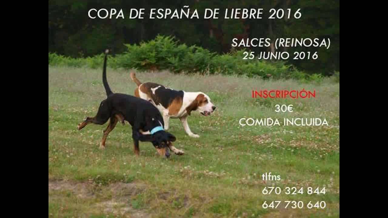 Venta De Perros Bloodhound En Espana