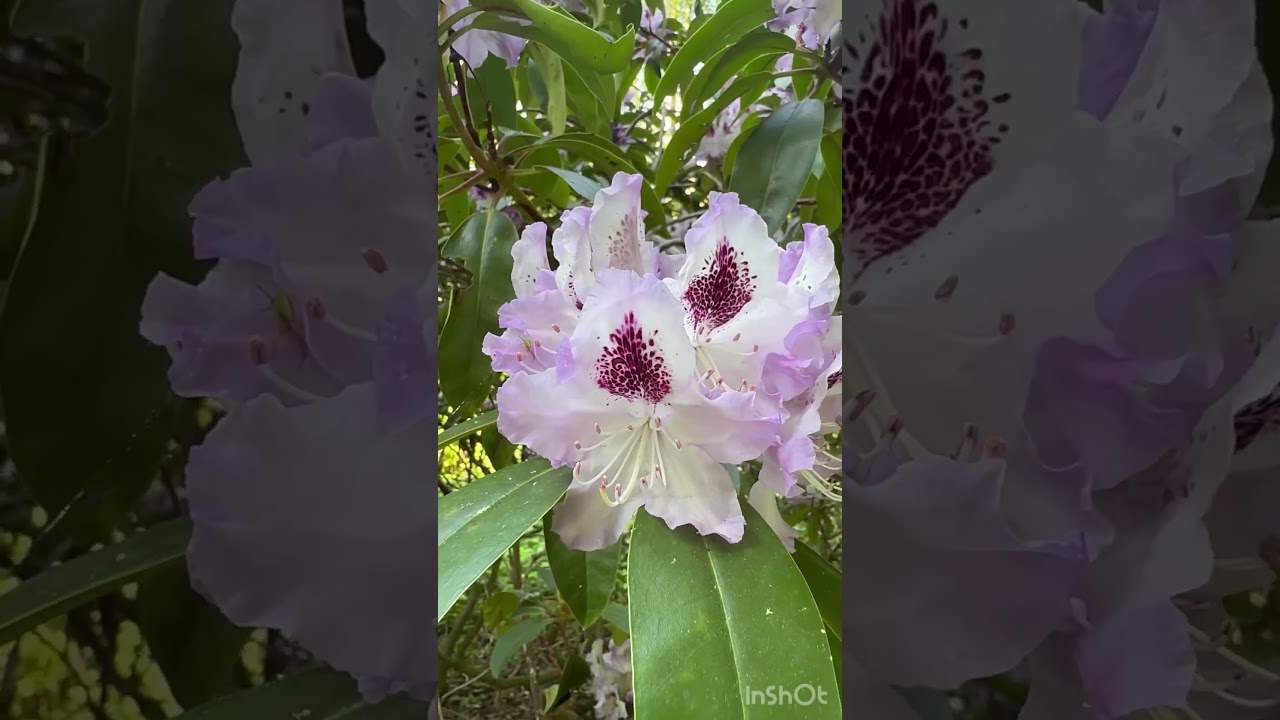 Pontischer Rhododendron - Flower Power - so schön ist der Mai