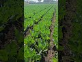 Strength of Samsung galaxy s24 ultra & Earth donation for us...✨ vegetable 🥬🥬
