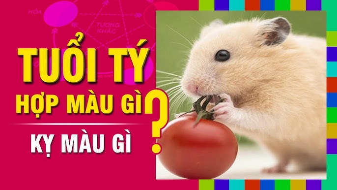 Tuổi Nhâm Tý Kỵ Màu Gì? Giải Mã Những Màu Sắc Cần Tránh Để Tăng Cường Vận May