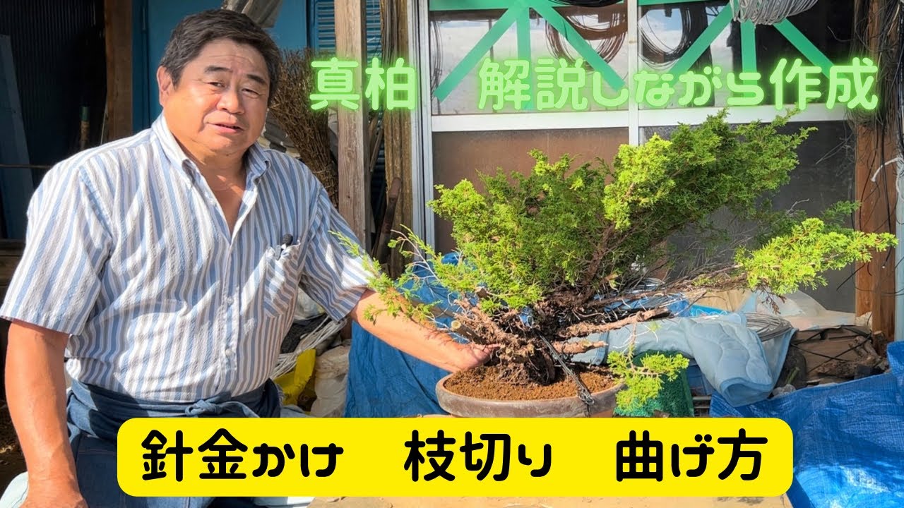 【盆栽】第２弾　荒木の真柏が盆栽になるまで　解説付き