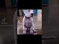 Black german shepherd dogo argentino doberman pincher joshua projectbeatbox