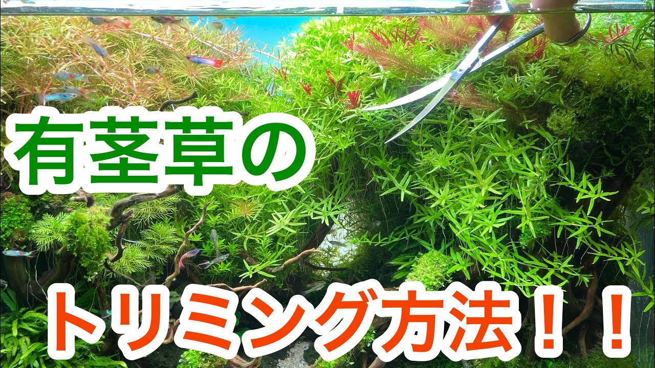 Aquarium shop manager demonstrates! Trimming aquatic plants