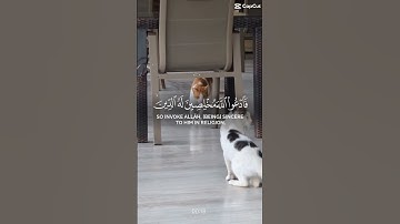 #qurankareem #quranserenity #manoursalmy #reassurance #تلاوات قرانيه #سكينه#طمأنينه#قران_كريم متابعه