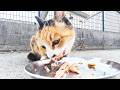 兵庫県の愛護団体にゴミのように捨てられた猫にご飯をあげると・・・