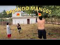 Bajando mangos en familia