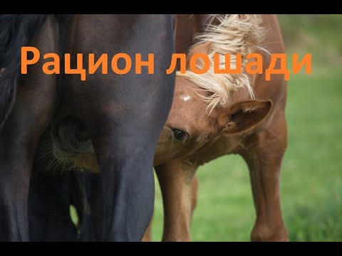 Как составить рацион для лошади
