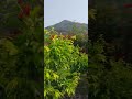 담장에장미~많이피어있는모습~이번비오면나면~장미.이제지기.시작하겠군요~