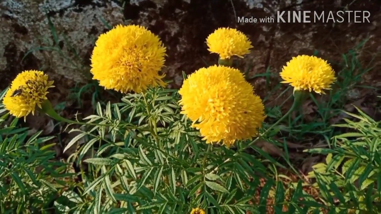 My marigold collection Malayalam A small vlog YouTube