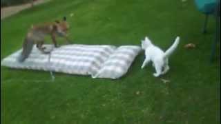 Gato y zorro jugando