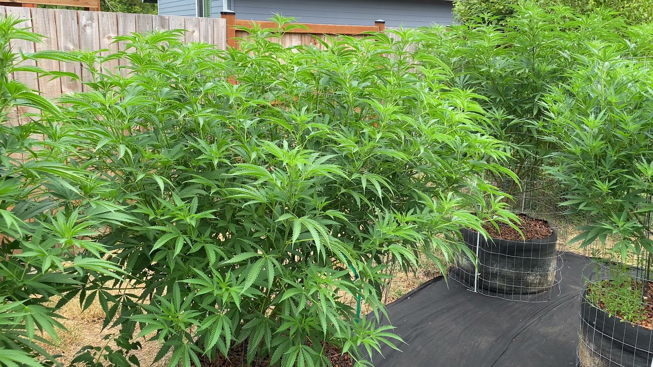 S:6 Ep:5 Organic Outdoor Cannabis Grow 2021