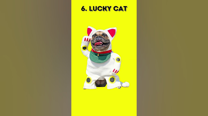 Top 10 Best Halloween Costumes for Dogs | Halloween 2022
