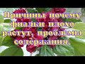 Фиалки плохо растут? Причины и проблемы агротехники.#Фиалки от листочка до цветочка.Путь новичка #39