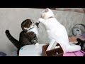 へなちょこな猫バトル