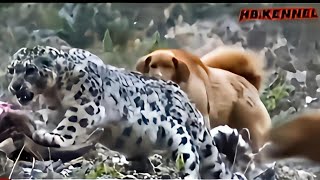 Tibetan Mastiff vs Snow Leopard | Snow Leopard Attacks Yaks