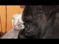 Koko le gorille et son chaton  zapping sauvage