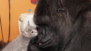 Koko le gorille et son chaton  ZAPPING SAUVAGE