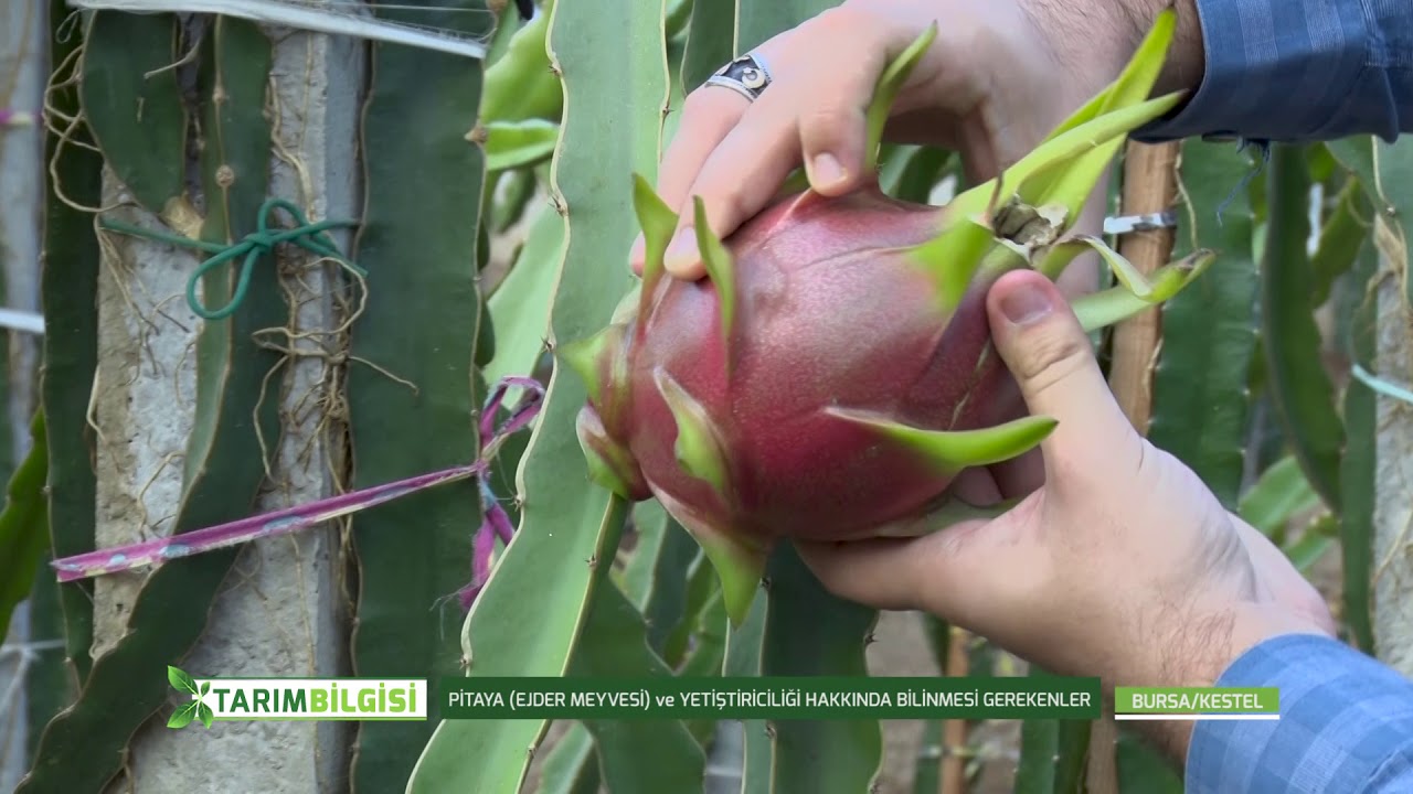 TARIM BİLGİSİ EJDER MEYVESİ