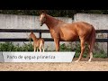 Parto de Yegua Primeriza | Curso Veterinaria Ecuestre