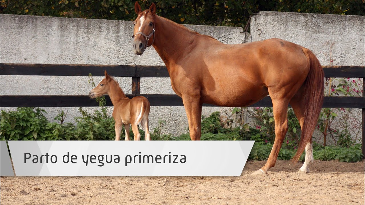 Parto de Yegua Primeriza | Curso Veterinaria Ecuestre