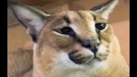 How to get the sonic morph in Roblox find the Floppa Morphs