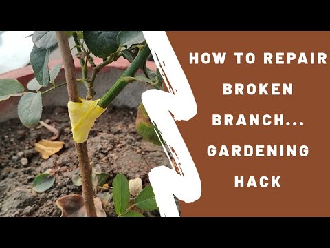 How to repair broken branch || learn easy plant hacks with sounds organic..