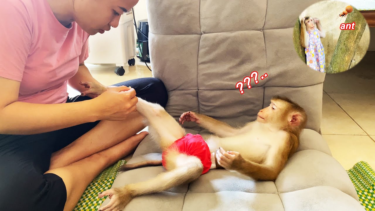 Monkey Lyly had an accident climbing a tree when her mother was away.