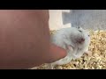 ひえぇ、やめてぇぇ～