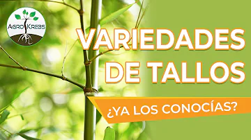 ¿Cómo se llaman las plantas de tallo duro y resistente?