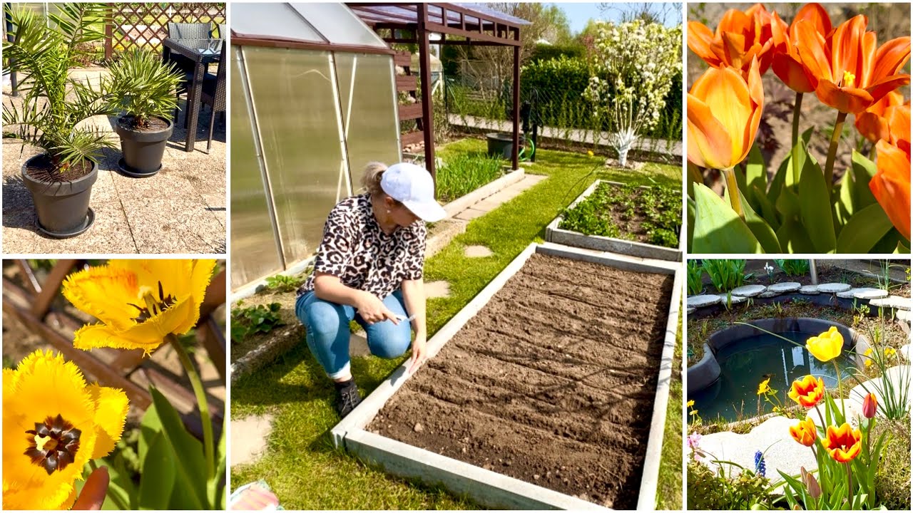 Меняется на глазах / Посадила огурцы / Посеяла астру / Пересадила пальмы / Спасла клематис
