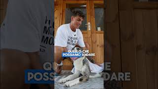 Come Rinfrescare il Cane in Estate con Uno STRACCIO Bagnato