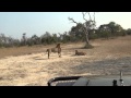 Lion Fight at Mala Mala
