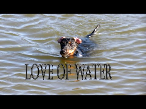 German Jagdterrier pups love of water