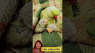 Good morning |parrot |facts |greenparrot |greenpet |cute parrot |funny parrot |mitthu |