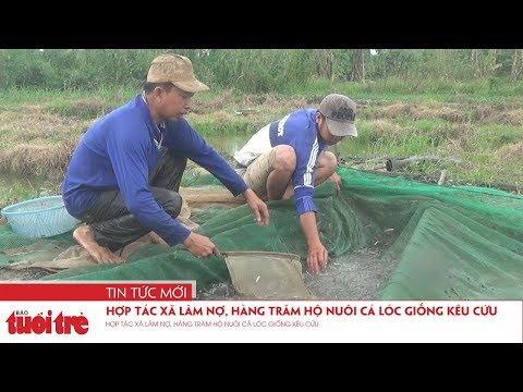 Video Hợp tác xã lâm nợ, hàng trăm hộ nuôi cá lóc giống kêu... - youtube