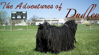 Hungarian Puli • The Adventures of Dudley by The Puli 728 views 4 years ago 2 minutes, 6 seconds