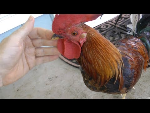 Βίντεο: Κάτι που πρέπει να πετάξετε: Το Pet Rooster μπορεί ακόμα να πάρει κατοικία