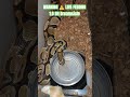 WARNING ⚠️ LIVE FEEDING #warning #live #feed #feeding #batman #brucewayne #clown #snake #animals #bp