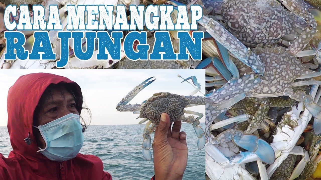 CARA MENANGKAP KEPITING RAJUNGAN DI LAUT 