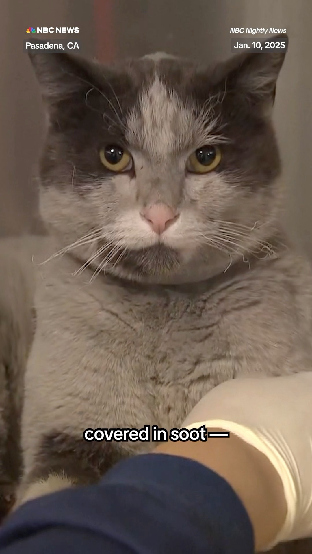 As the L.A. wildfires ripped through neighborhoods, animals were trapped and hurt.