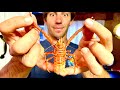 Can You Eat These? (normally bycatch) &quot;Squat Lobster&quot;