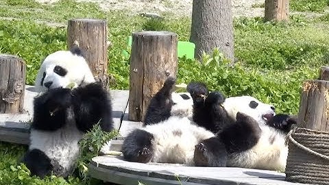 Five mother-baby Pairs of Captive Bred Giant Pandas Receive Wild Training Before Release