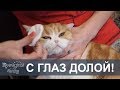 Как чистить глаза кошке?