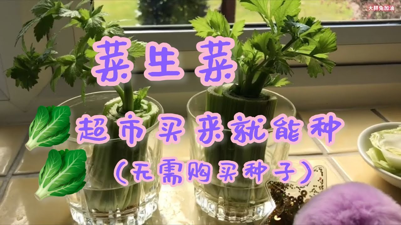 水培芹菜 芹菜種植 水培是最快最有效的方法 超市买来就能种 无需购买种子 后面有和种子芹菜做对比 Youtube 水培芹菜 芹菜種植 水培是最快最有效的方法 超市买来就能种 无需购买种子 后面有和种子芹菜做对比 Youtube