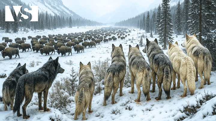 UN AÑO EN ALASKA | De la Supervivencia al Frío Extremo al Despertar del Verano - Documental Animal