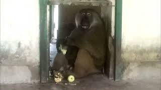 Feeding red Delicious fresh Apple to the lovely Monkey
